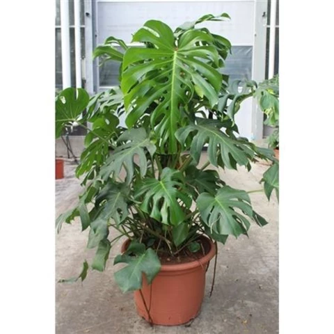 Монстера Деликатесная на штамбе 55\170