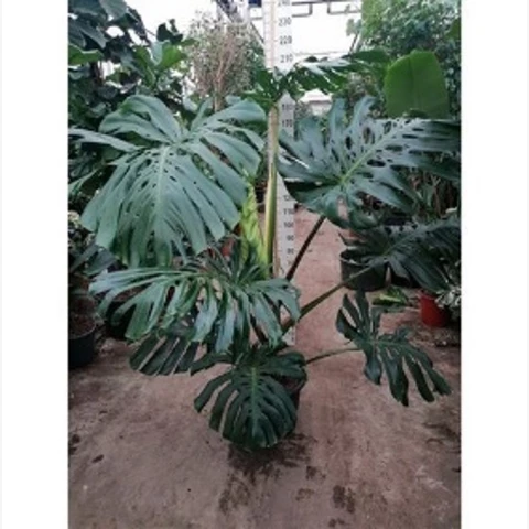 Монстера Деликатесная Гигант 45\190