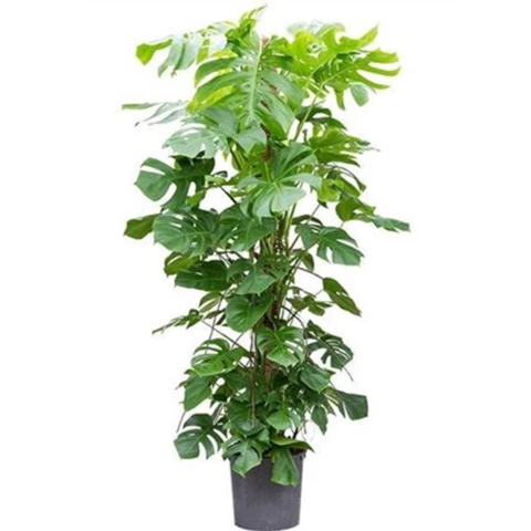 Монстера Деликатесная на штамбе 32\210