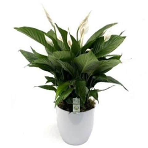 Спатифиллум Alana 12\40
