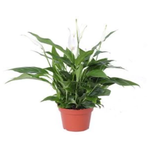 Спатифиллум Pearl Cupido 15\45