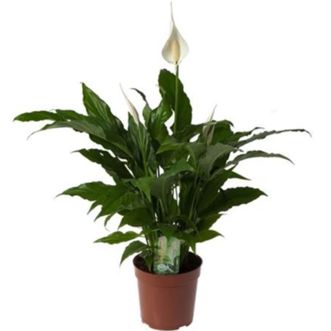 Спатифиллум Sweet Chico 17\60