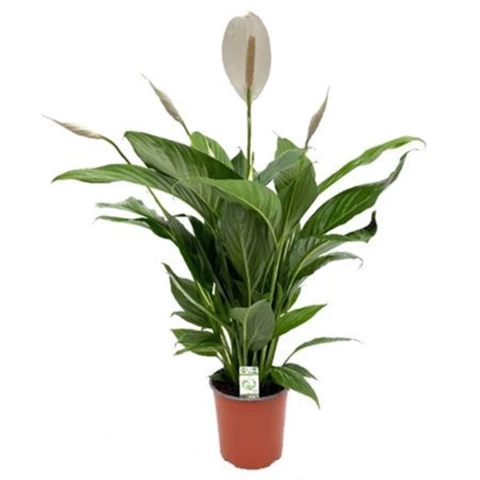 Спатифиллум Bingo Cupido 17\65