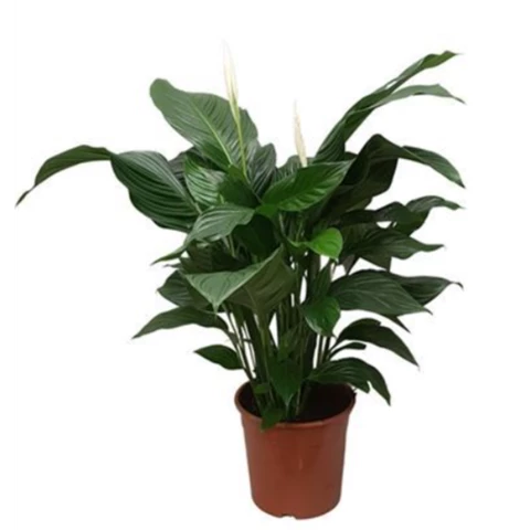 Спатифиллум Sweet Silvana 24\80