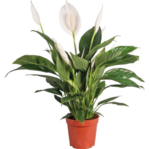 Спатифиллум Bingo Cupido 27\85