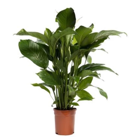 Спатифиллум Sweet Lauretta White 21\90