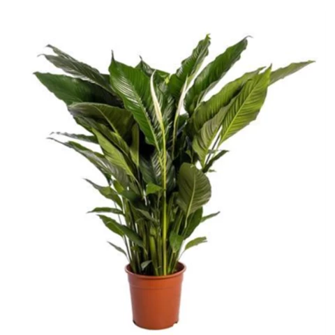 Спатифиллум Sweet Sebastia 24\100