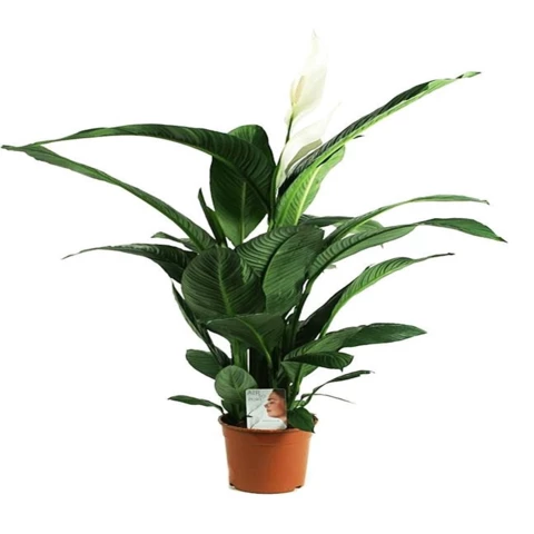 Спатифиллум Сенсейшн 27\140