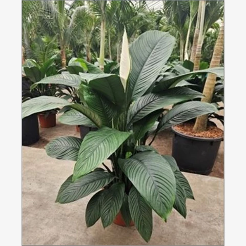 Спатифиллум Сенсейшн 45\150