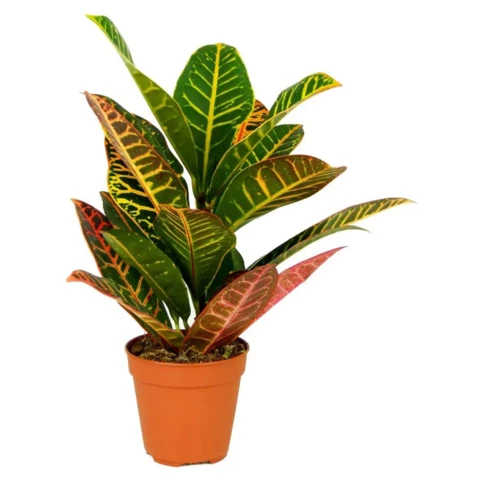 Кротон (Кодиеум) 12\40