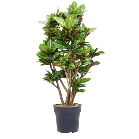 Кротон (Кодиеум) 27\110