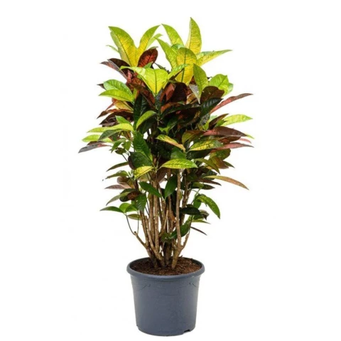 Кротон (Кодиеум) 30\140