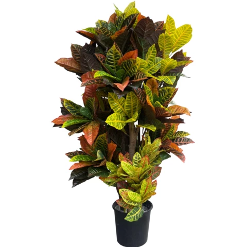 Кротон (Кодиеум) 40\190