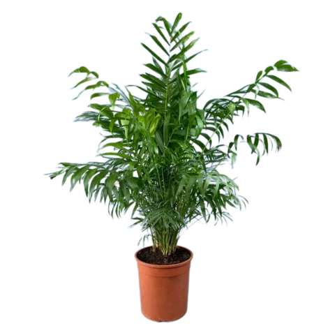 Хамедорея 17\70