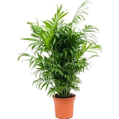 Хамедорея 21\95