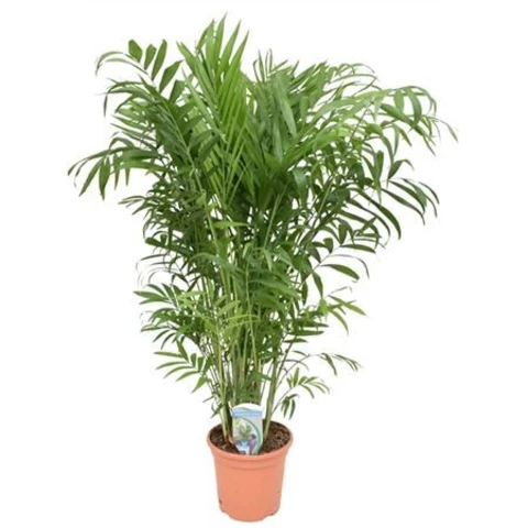 Хамедорея 23\100