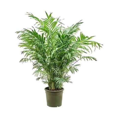 Хамедорея 27\110