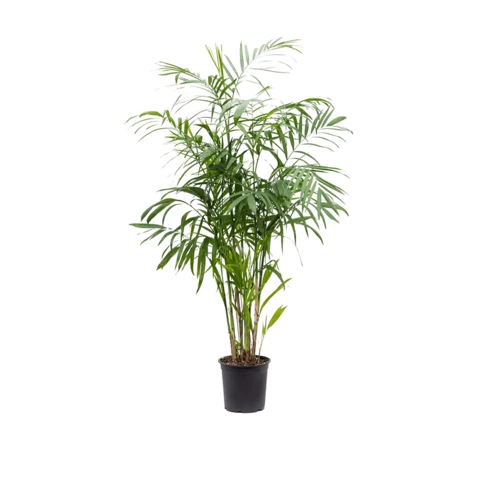 Хамедорея 30\140