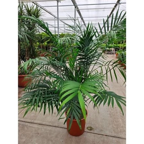 Хамедорея 34\160