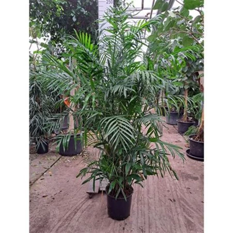 Хамедорея 35\210