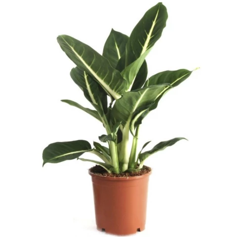 Диффенбахия Green Magic 12\40