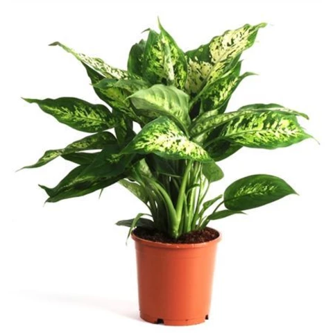 Диффенбахия Compacta 12\40