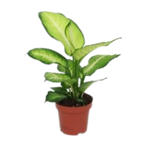 Диффенбахия GG 12\40