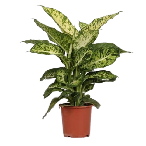 Диффенбахия Mars 17\60