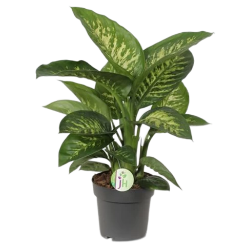 Диффенбахия Reeva 17\60