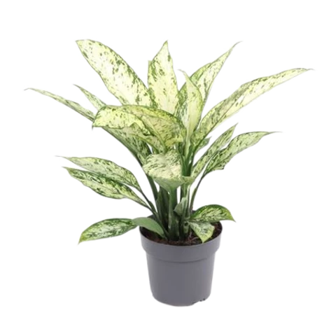 Диффенбахия Vesuvius 19\60