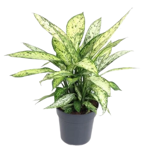 Диффенбахия Vesuvius 24\70