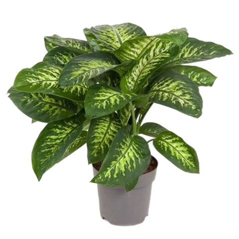 Диффенбахия Reva 24\80