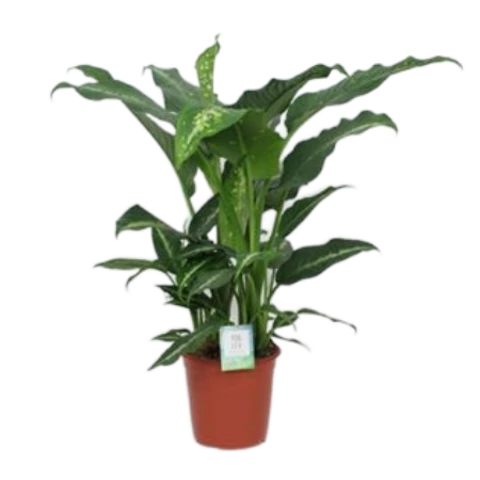 Диффенбахия Galaxy 24\90