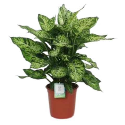 Диффенбахия Sublime 24\90