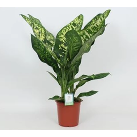 Диффенбахия Crown 24\100