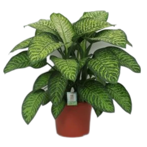 Диффенбахия Vesuvius 35\100