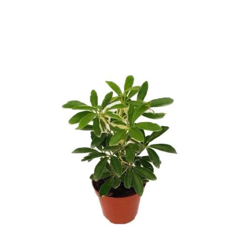 Шеффлера Gold Capell 13\35