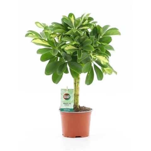 Шеффлера Gold Capell Braid 12\40