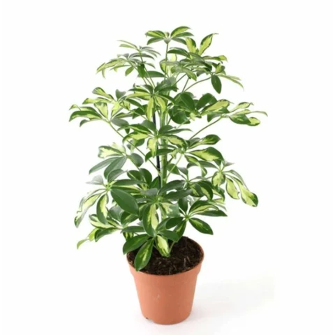 Шеффлера Gold Capell 17\55