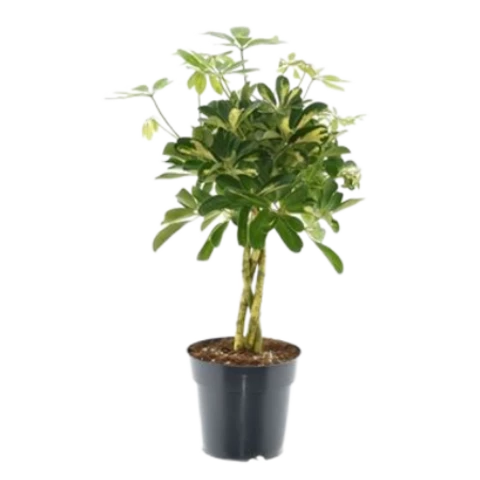 Шеффлера Gold Capell Braid 17\60