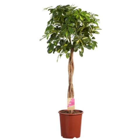 Шеффлера Gold Capell Braid 19\75