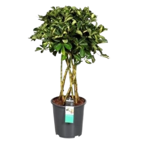 Шеффлера Gold Capell Koker 24\95