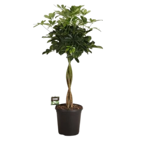 Шеффлера Gold Capell Braid 23\100