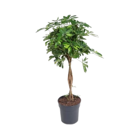 Шеффлера Gold Capell Braid 27\120