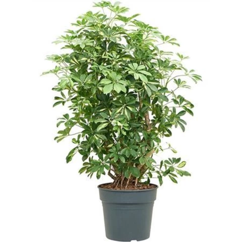 Шеффлера Ar Compacta 34\140