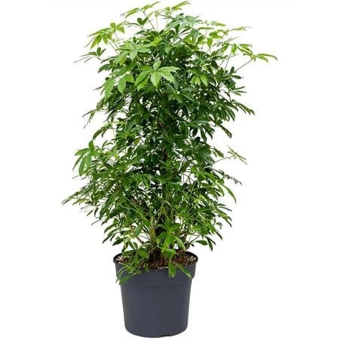 Шеффлера Ar Compacta 38\180