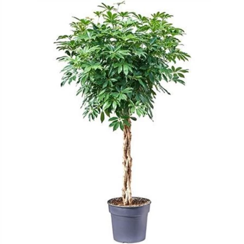 Шеффлера Gold Capell Braid 34\160