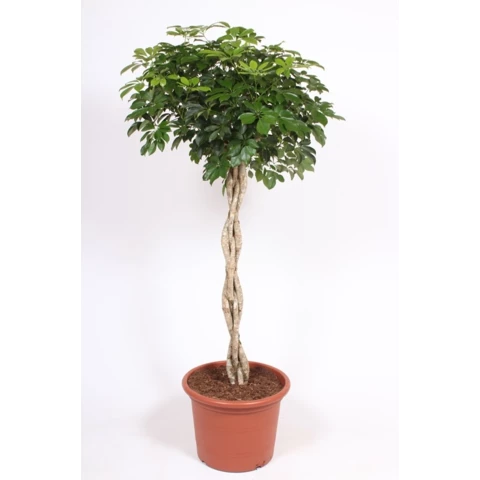 Шеффлера Gold Capelle Stem 40\180