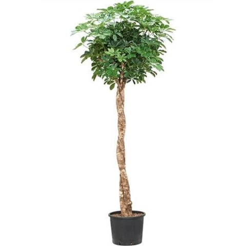 Шеффлера Gold Capelle Stem 30\190