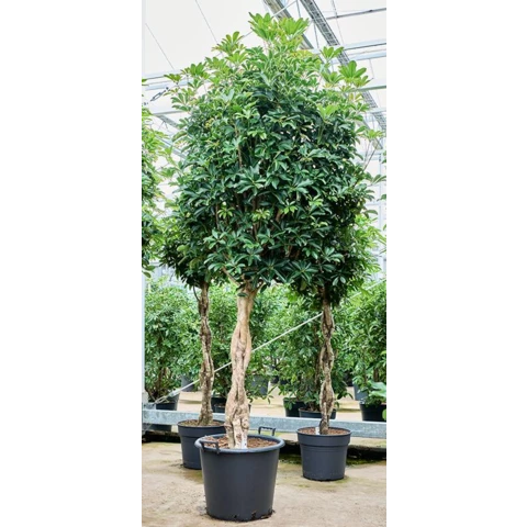 Шеффлера 50\230